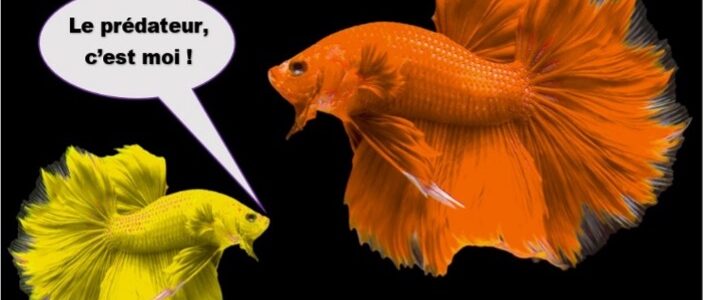 ORANGE ESPAGNE : une amertume après plusieurs années d&rsquo;euphorie